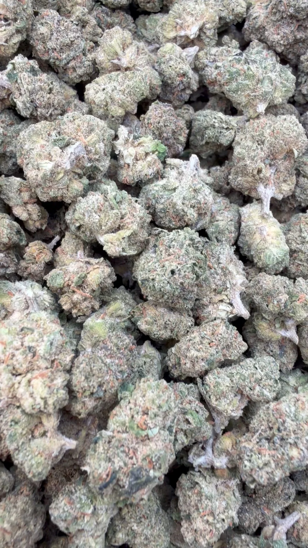 Fidel Runtz Littles - Bulk Littles - Hybrid